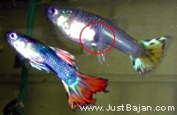 How to Breed Guppies: 11 Steps (with Pictures) - wikiHow
